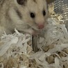 もる子のママ