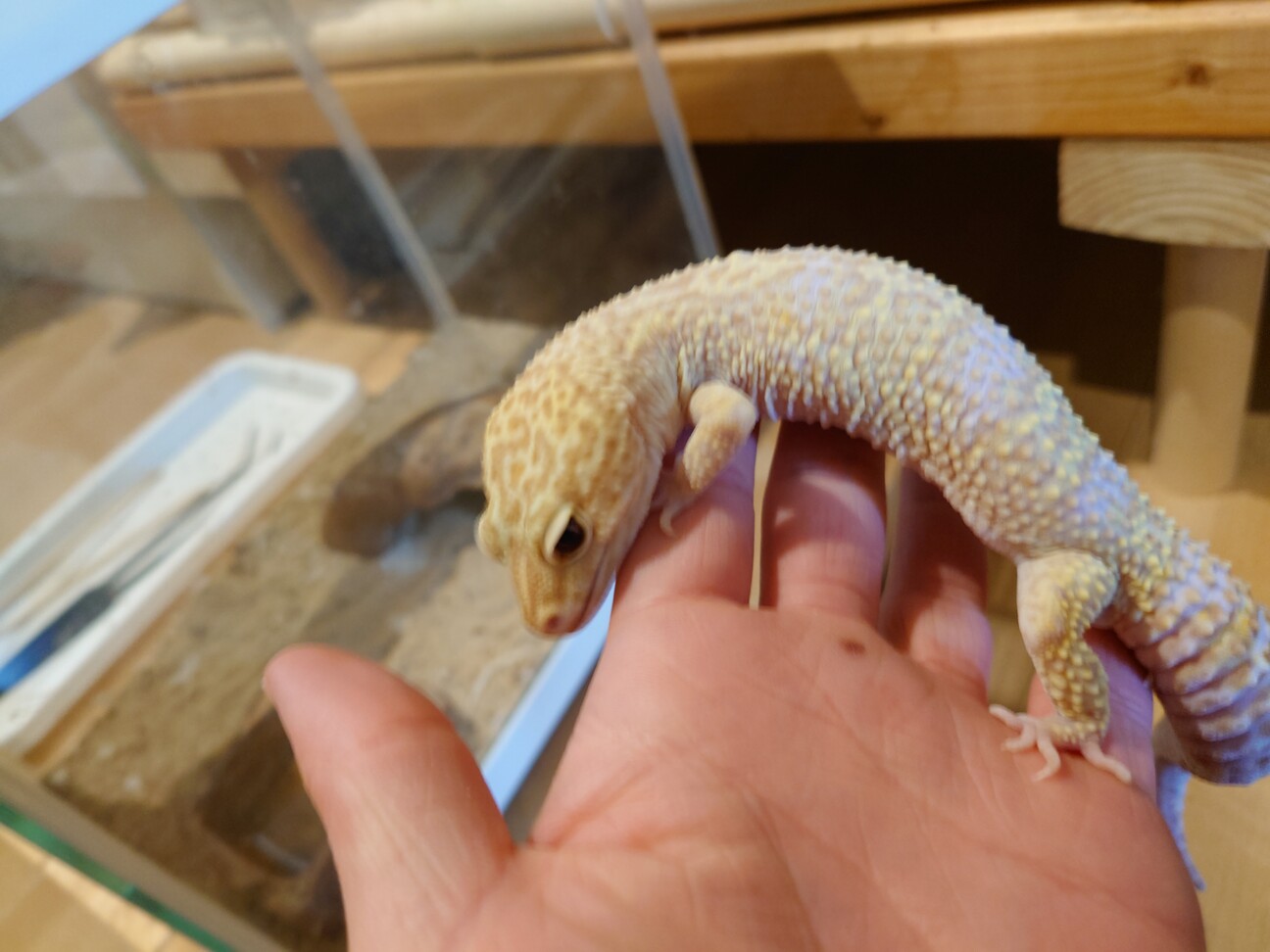 レオパ(ヒョウモントカゲ」愛知県 - 爬虫類・他の里親募集(512185 レオパ(ヒョウモントカゲ」愛知県 - 爬虫類・他の里親募集(512185