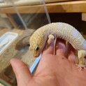 レオパ(ヒョウモントカゲモドキ)　アルビノ　