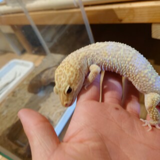 レオパ(ヒョウモントカゲモドキ)　アルビノ　