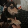 犬屋敷モモ