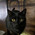 甘えん坊の黒猫
