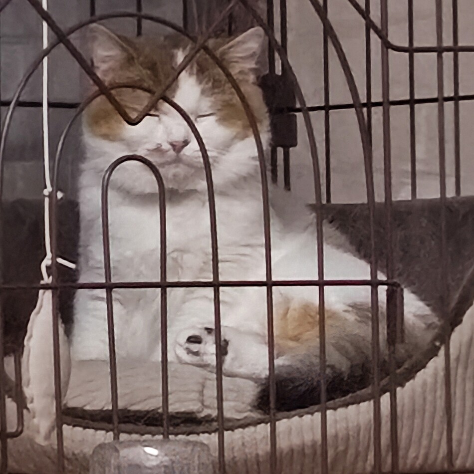 だいずのカバー写真