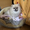 シュートアンドチャチャ