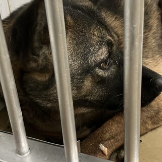 殺処分対象❗️収容期限3/13迄❗️延長なし