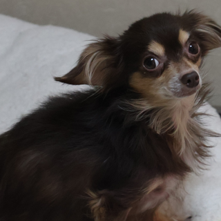 5歳2ヶ月の女の子 チワックス