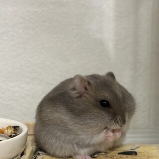 ジャンガリアンハムスター成体・5匹