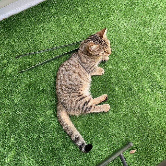 ちゃでぇるのカバー写真