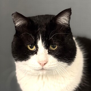 カメラ目線が光るハチワレのハッチくん