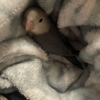 ０歳のコザクラインコ（バイオレット）を譲ります。