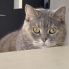 要望がある時のクロちゃんのお顔