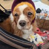 お利口さんで優しい甘え上手な女の子 サムネイル6