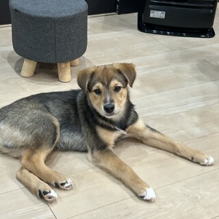 魅力的な毛色⭐︎とっても男前なコウガくん