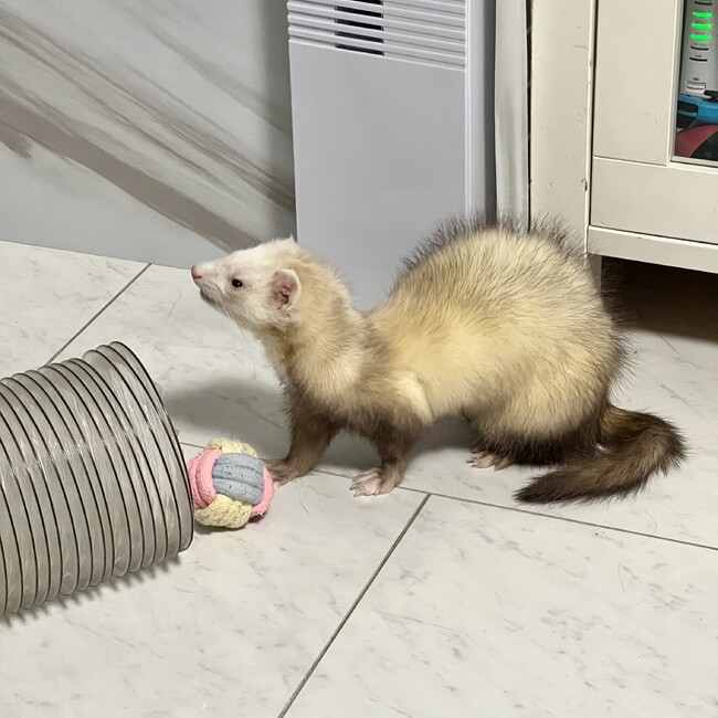 しゅりぽちゃのカバー写真