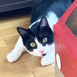 保護ねこ譲渡会 サムネイル2