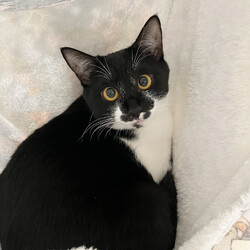 保護ねこ譲渡会 サムネイル3