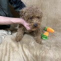 優しい子です