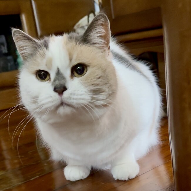 薄色ミケ猫のカバー写真