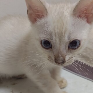 希少なスノーベンガル男の子です♪