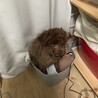 の写真