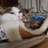 夜鳴き・マーキングあり／理解ある方限定 サムネイル2
