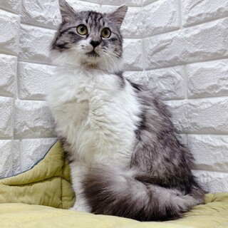 モフモフ尻尾だよ♡ももたろうくん