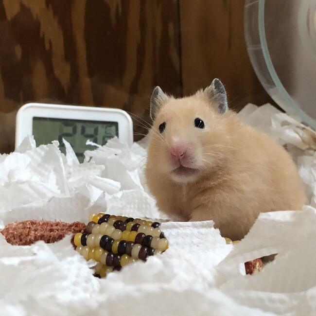 Keru102のカバー写真