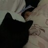 （いま、夜中の3時です。これから飼い主を起こしてみようと思いまーす）