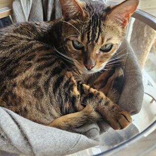 甘えん坊ベンガル