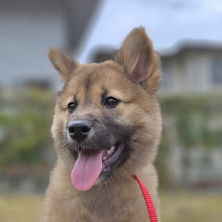 募集一時停止中推定3.5ヶ月弱もこもこ男子