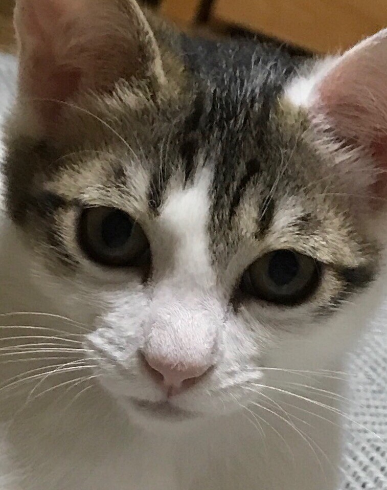 かすみ