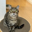 控えめで穏やかなポチャかわな女の子