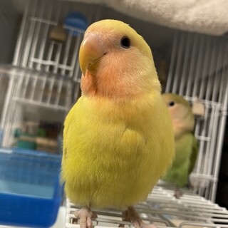 コザクラインコ