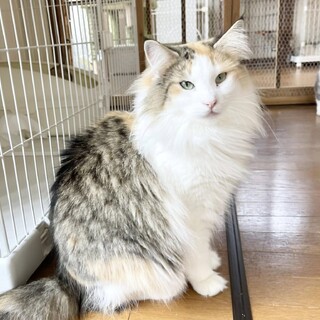 キャリコ（三毛）の女の子/5歳/トトちゃん