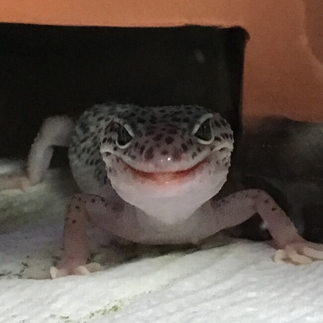 つっぺのカバー写真