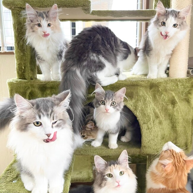 MIDORI 39のカバー写真