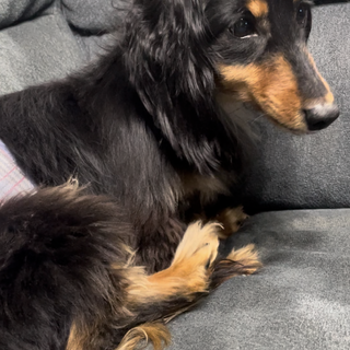 人懐っこい子です。