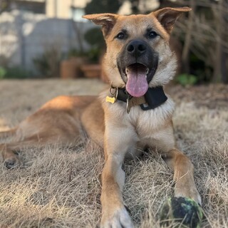 ブラックマウスのやんちゃなショウ君