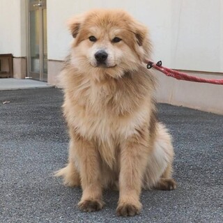 まるで垂れ耳のライオンさん♡元野犬のリオくん