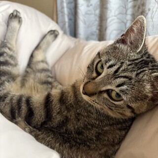 甘えん坊の元気なキジトラ坊や5カ月