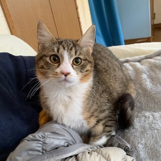 可愛いキジ白もふもふメグちゃん　5ヶ月