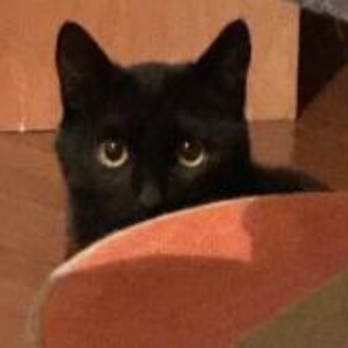 なでなでできる黒猫君7カ月