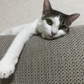 里親募集中です