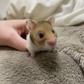 ゴールデンハムスターの赤ちゃん　【生後1ヶ月】