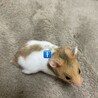 ゴールデンハムスターの赤ちゃん　【生後1ヶ月】 サムネイル2