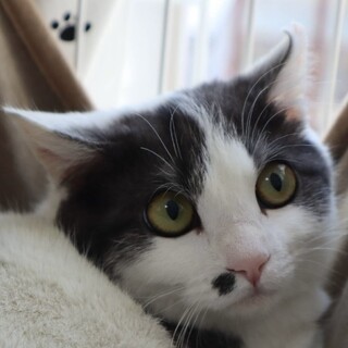 とっても美人さんのシロ黒猫☆アミちゃん！