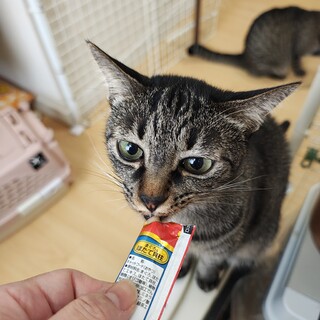 大きな目のシャイガール