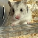 シルバー系、カラーハムスターの女の子♪
