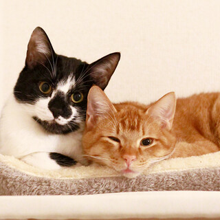 ちょう ＆ あんば 