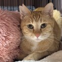 美猫の男の子